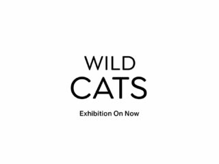 ROM | Wild Cats